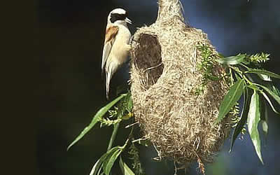 Il pendolino sul tipico nido a fiaschetta