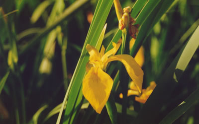 Iris palustre (foto F. Ruggeri)